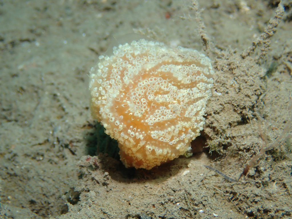 Fraise de mer