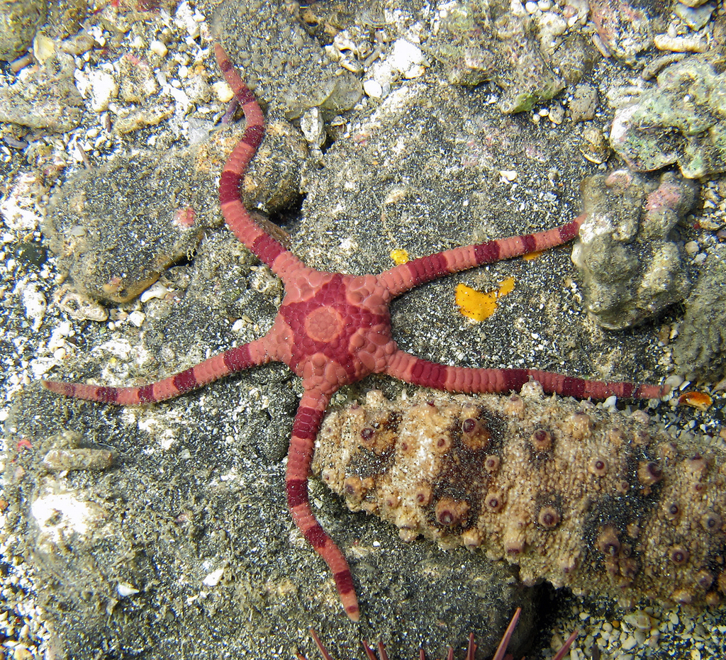 Ophiure à anneaux pourpres