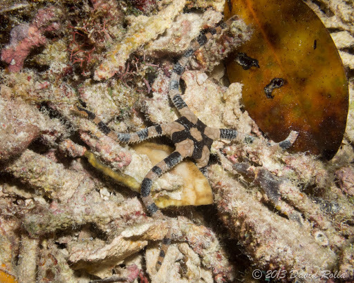 Ophiure à anneaux pourpres