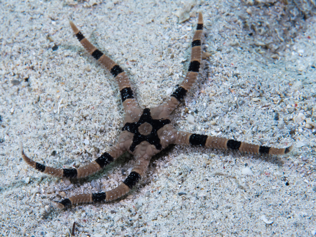 Ophiure à anneaux pourpres
