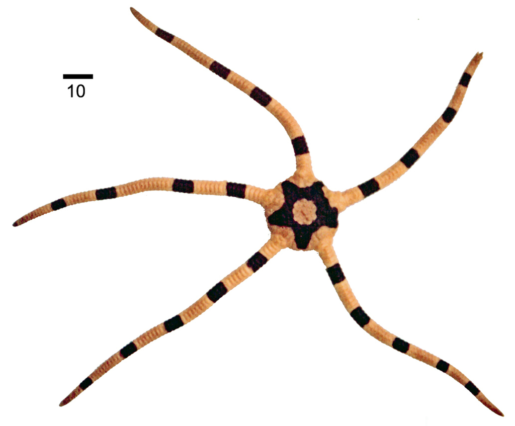 Banded Brittle Star