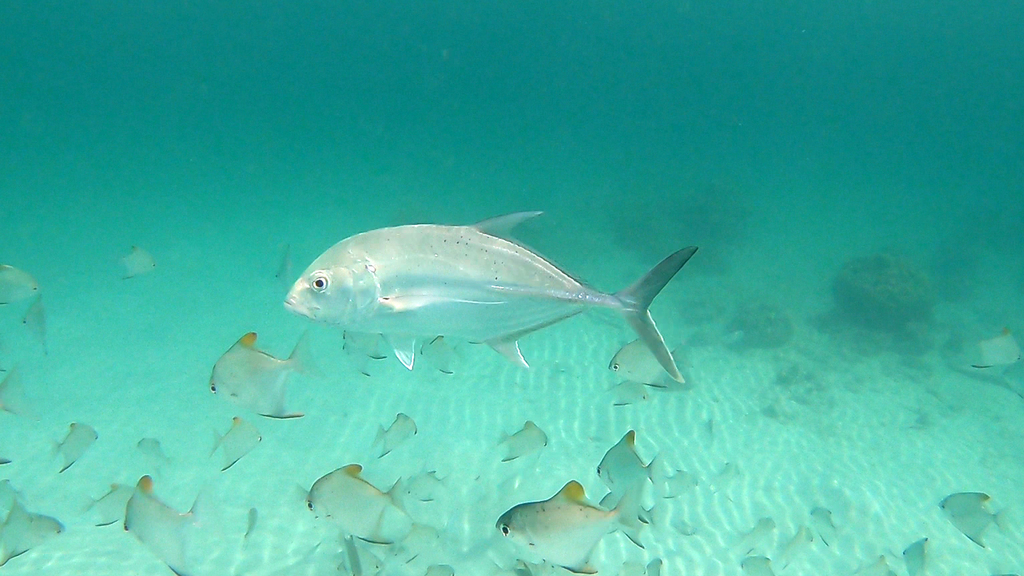 Brassy Trevally