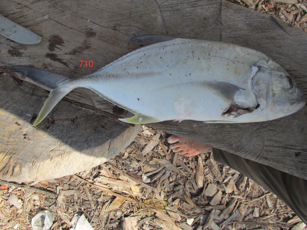 Brassy Trevally