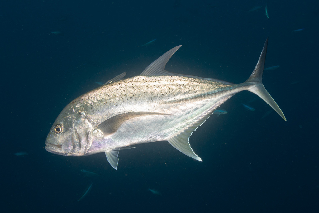 Brassy Trevally