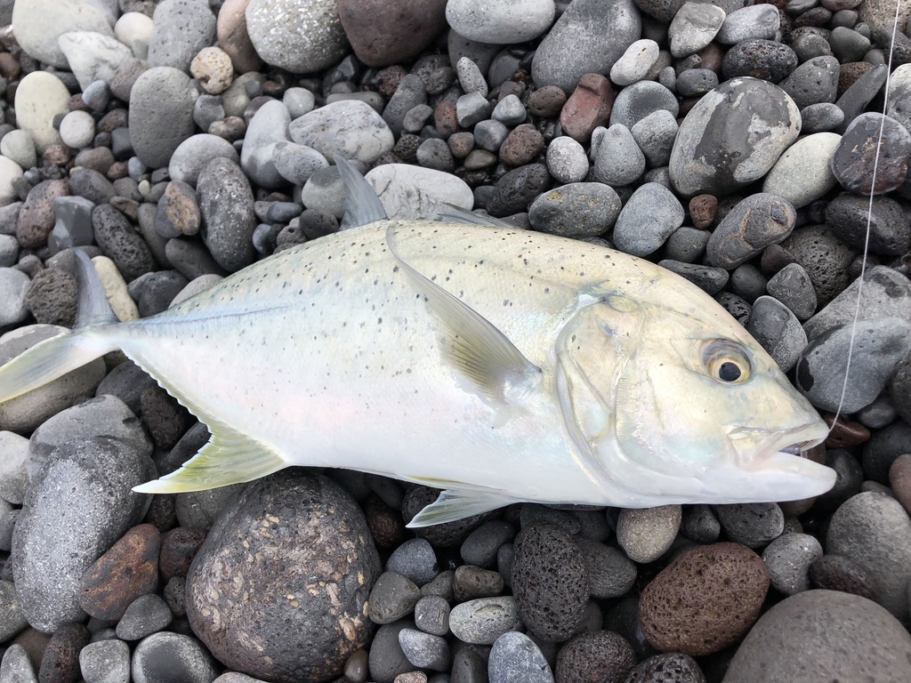 Brassy Trevally