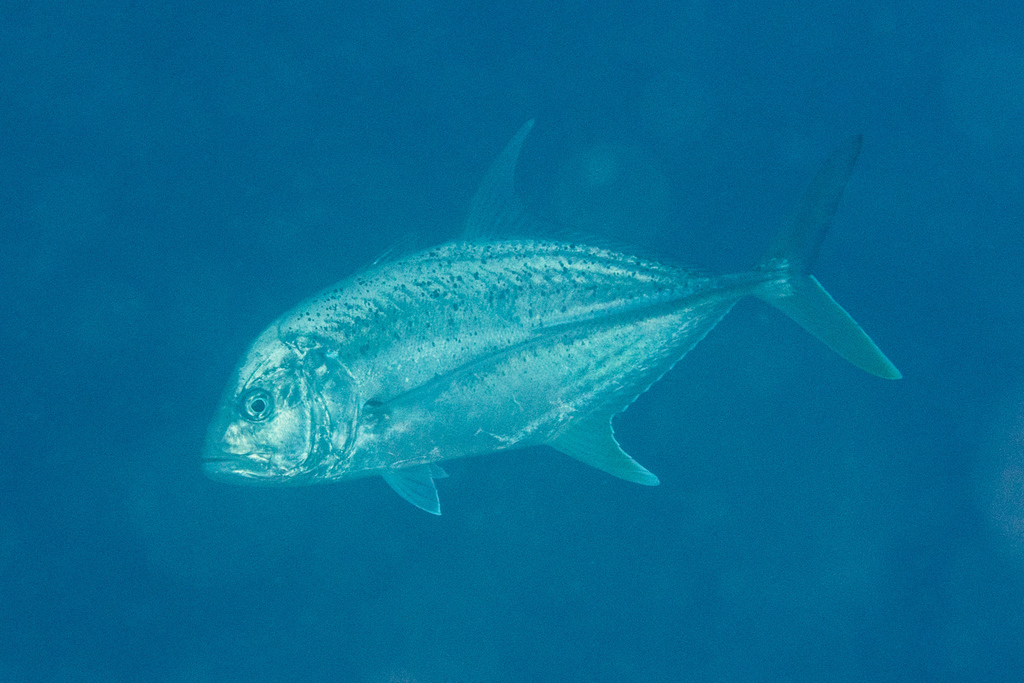 Brassy Trevally