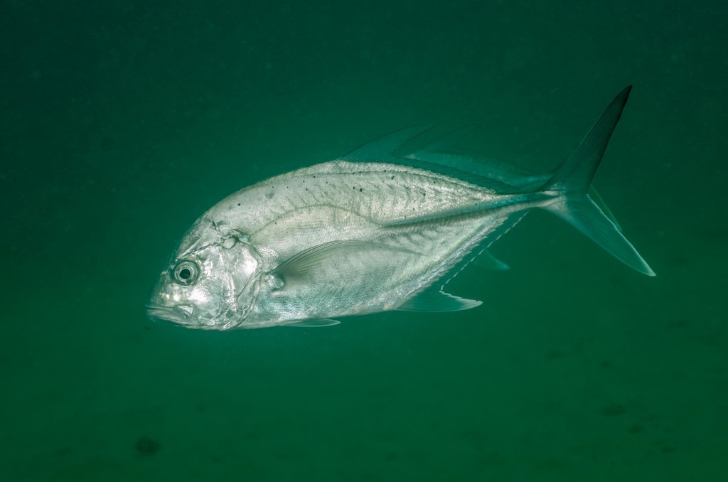 Brassy Trevally