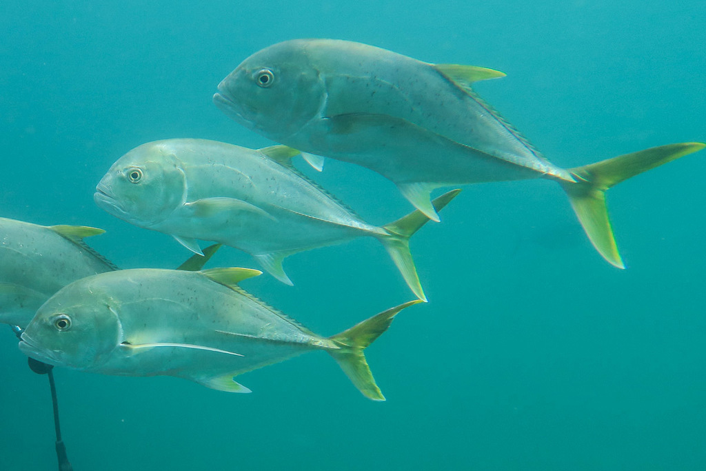 Brassy Trevally