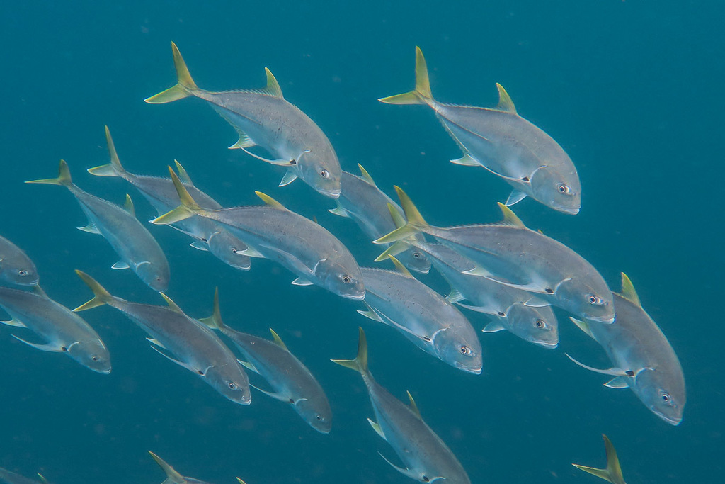 Brassy Trevally