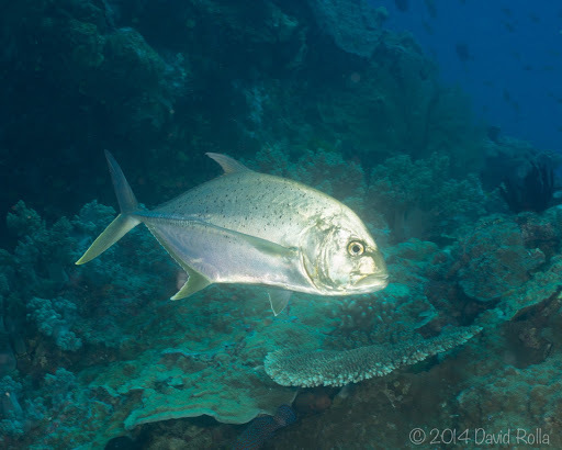 Brassy Trevally