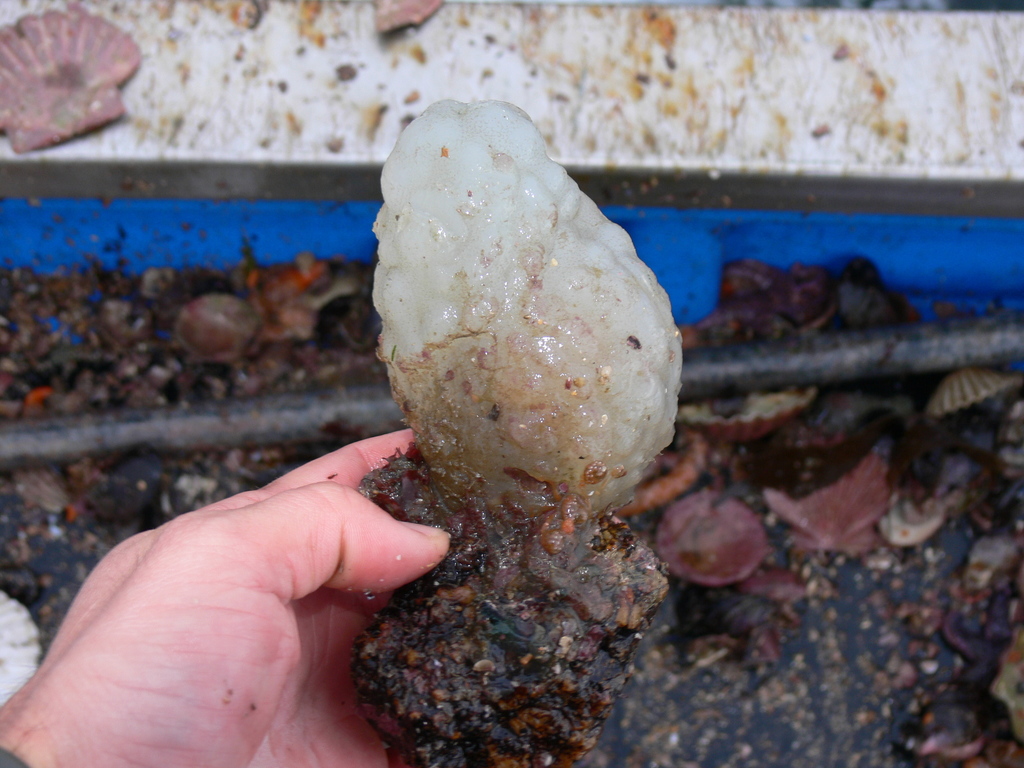 White Sea-squirt