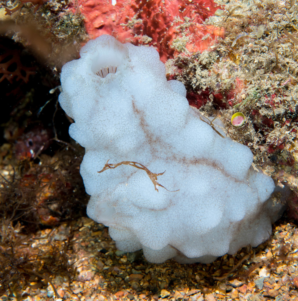 White Sea-squirt