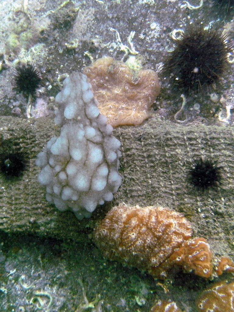 White Sea-squirt