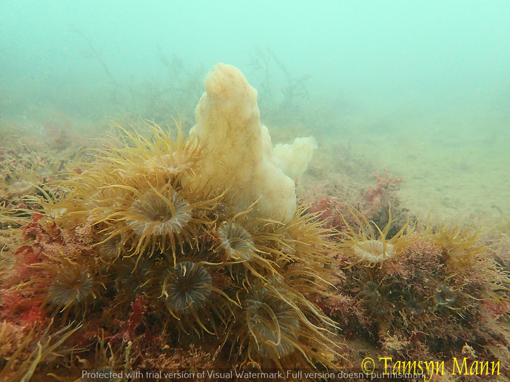 White Sea-squirt