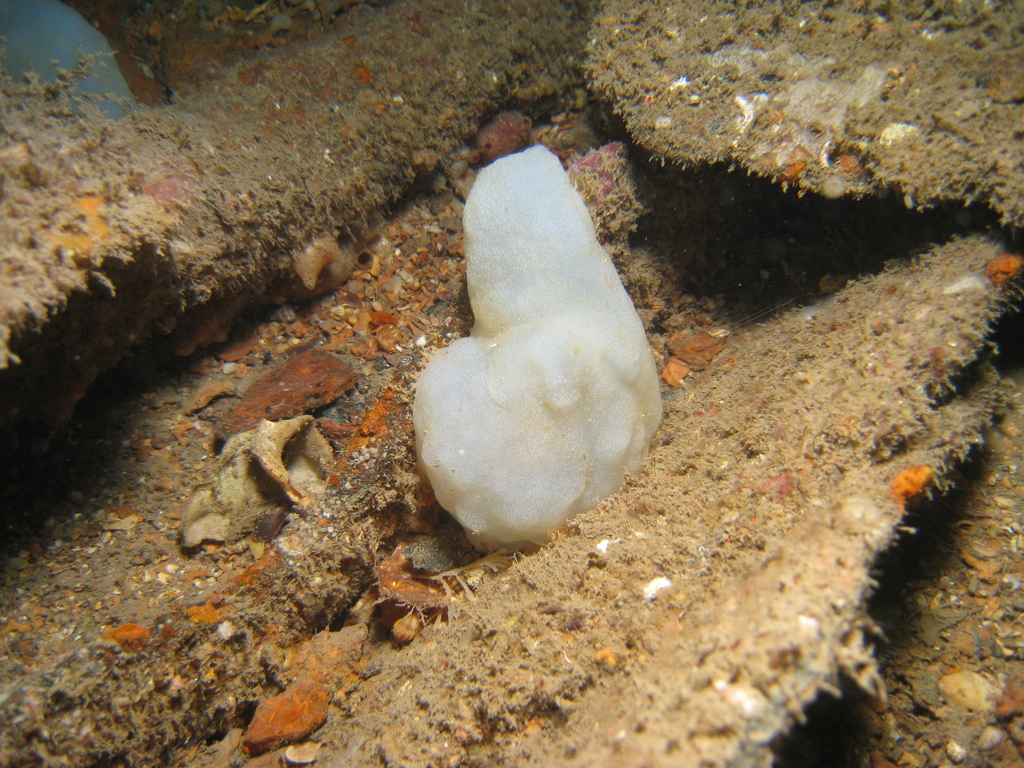 White Sea-squirt