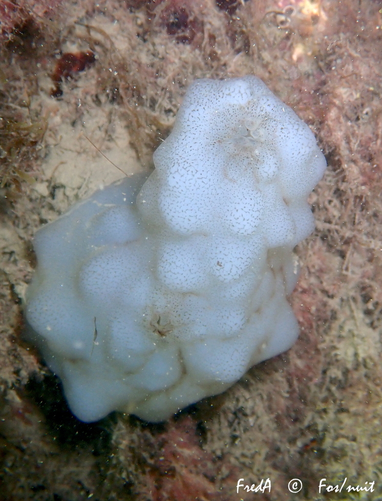 White Sea-squirt