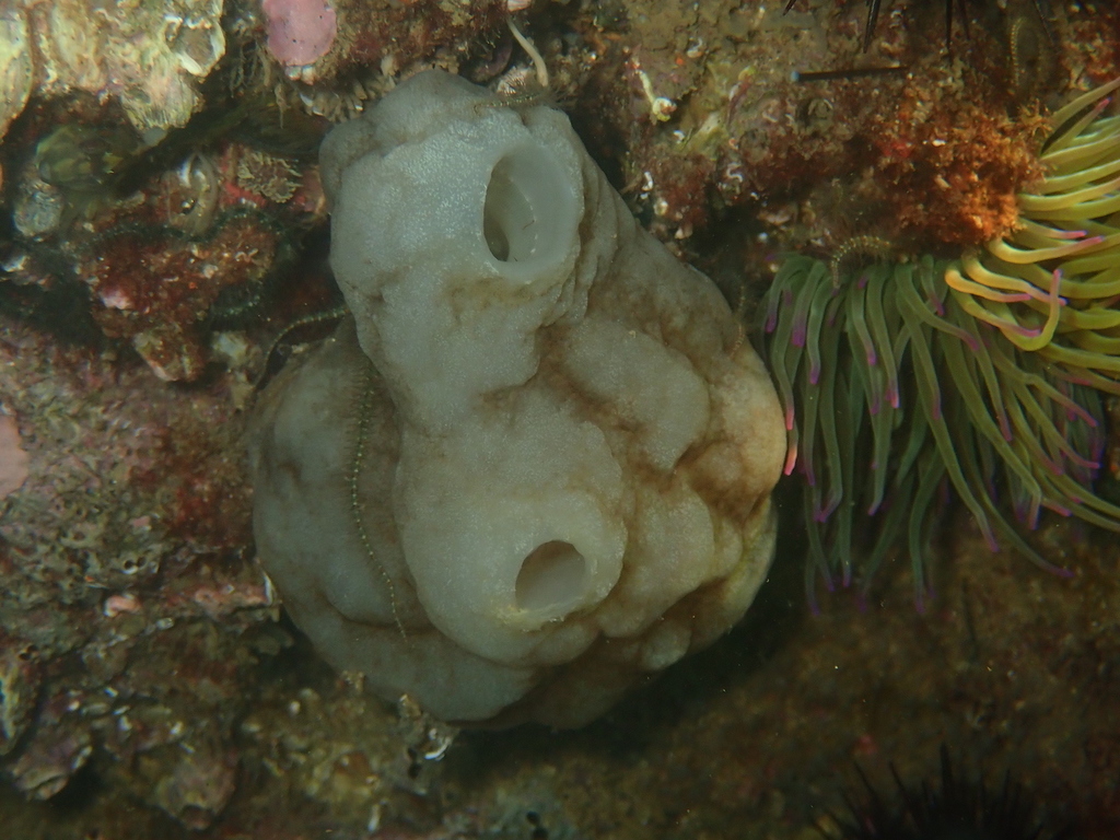 White Sea-squirt