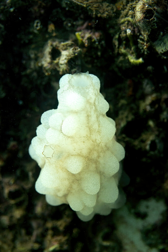 White Sea-squirt