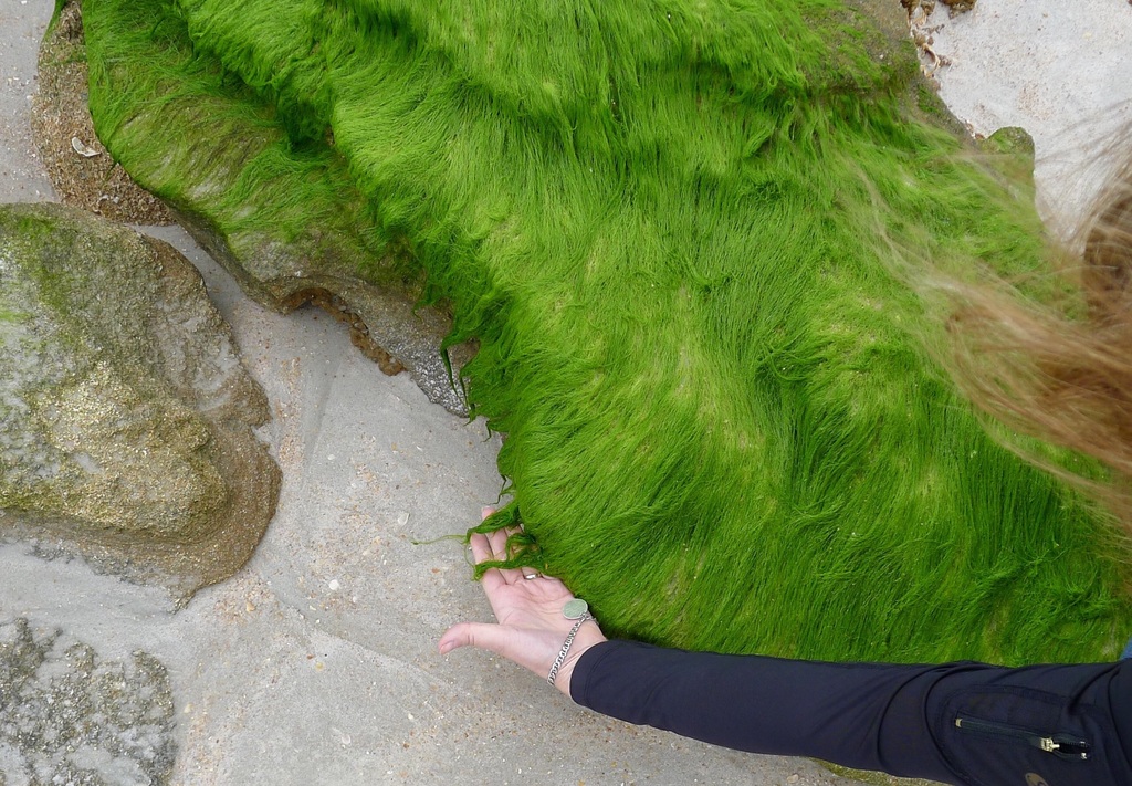 dwarf sea hair