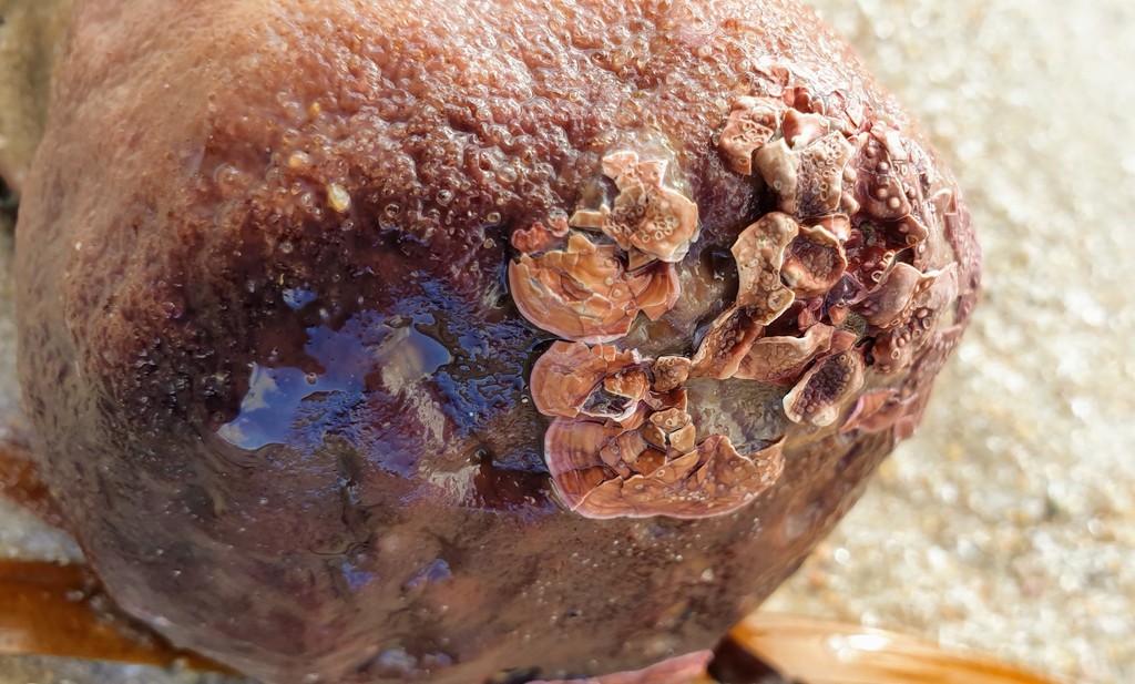 Maerl