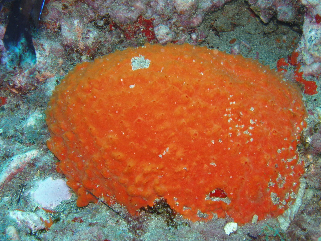 Éponge encroûtante rouge