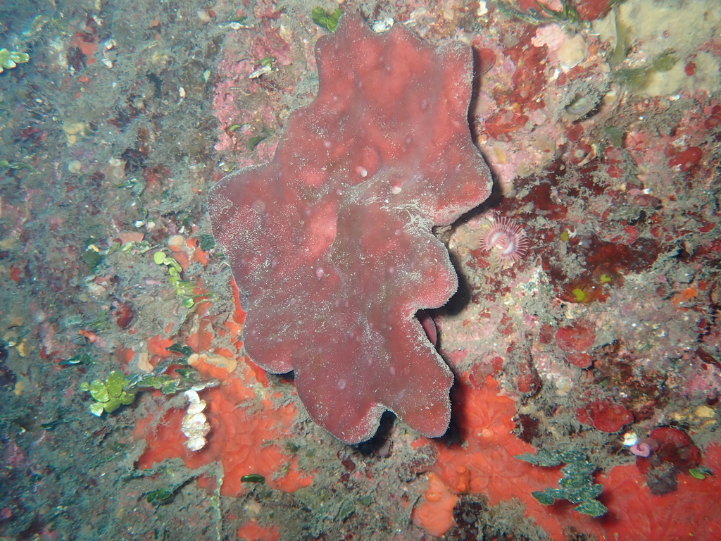 Eponge pierre