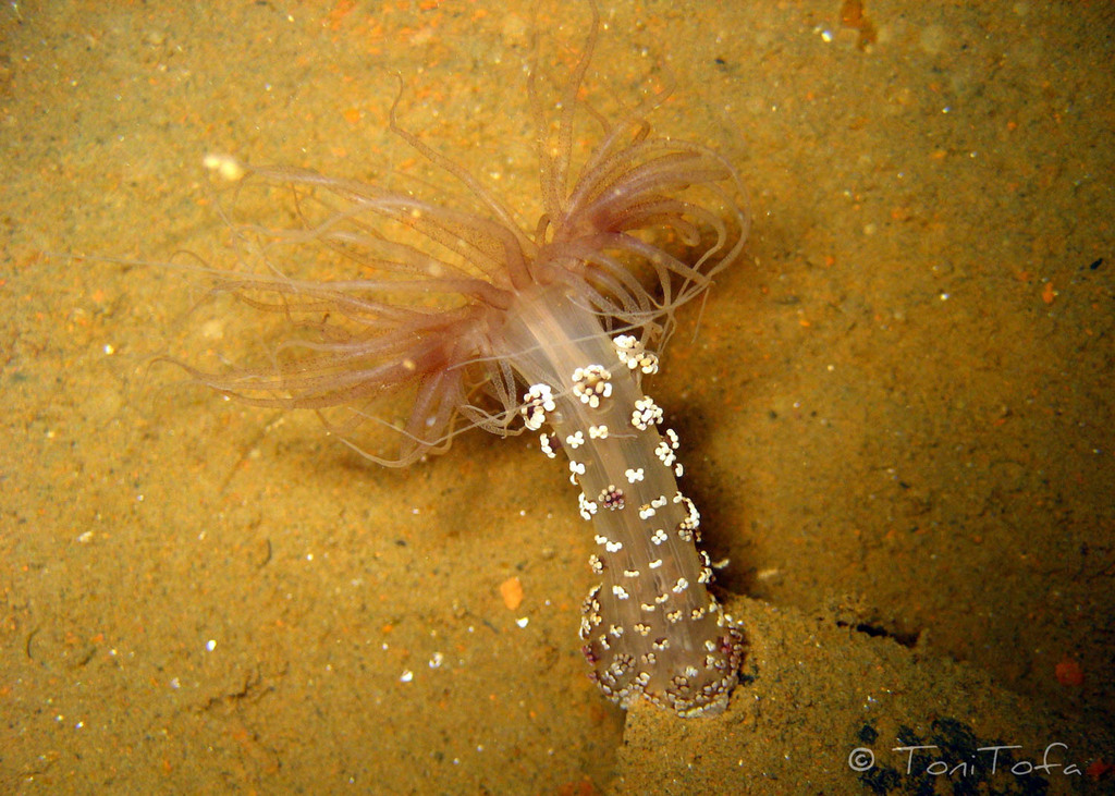 Berried Anemone