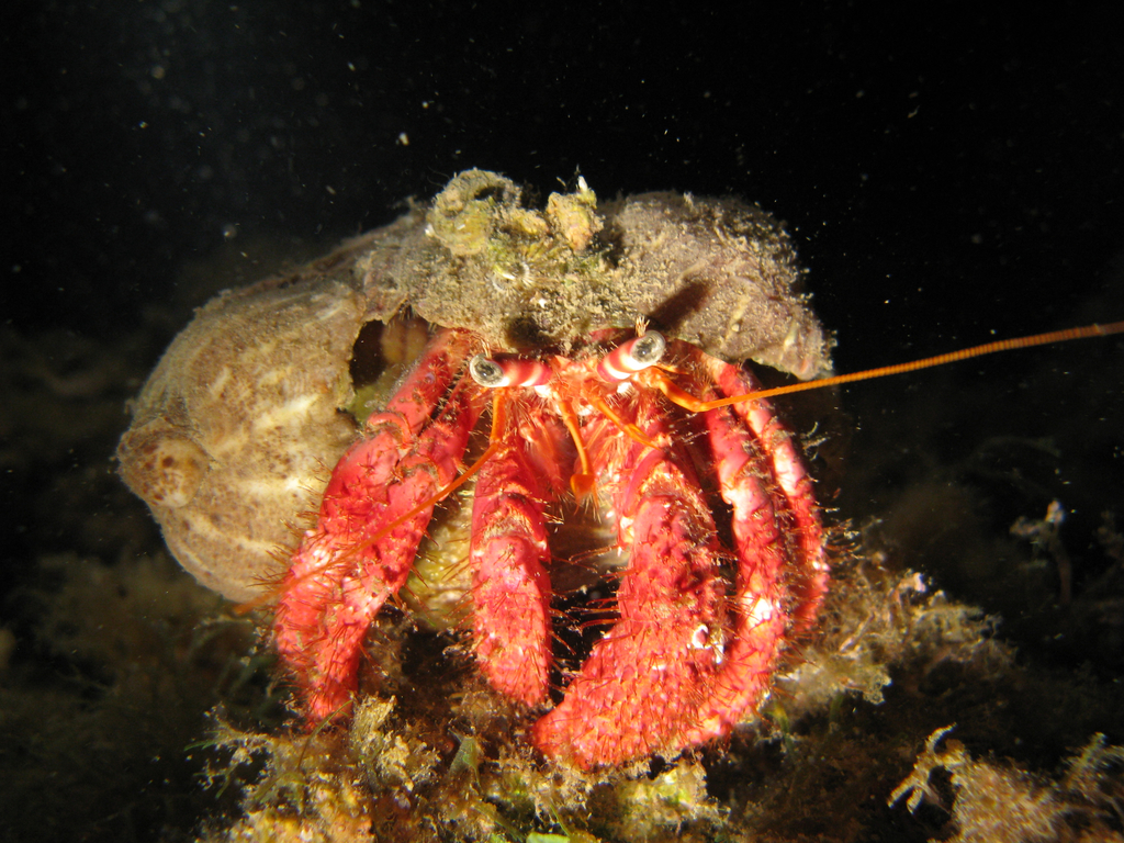 Red Hermit Crab