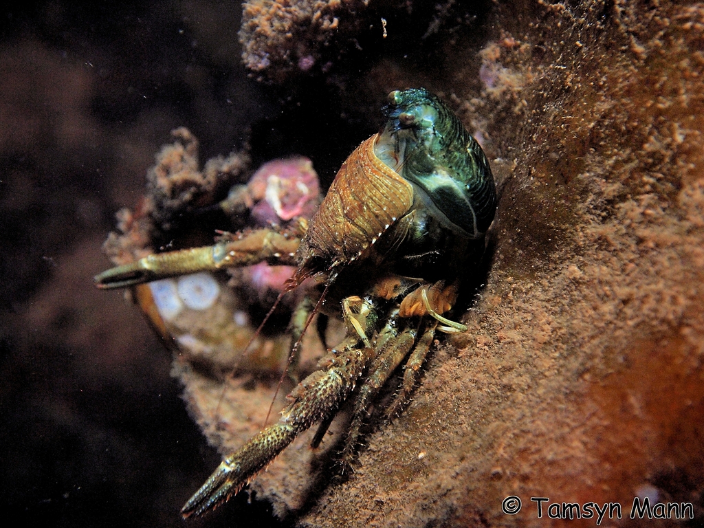 Black Squat Lobster