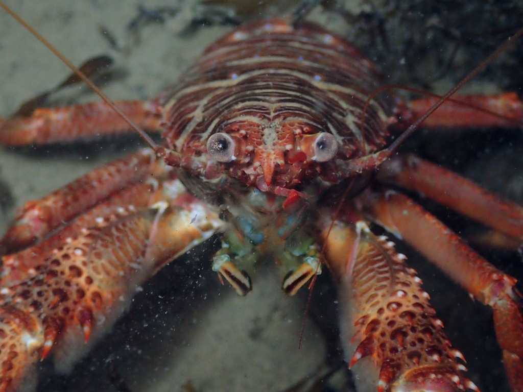 Black Squat Lobster