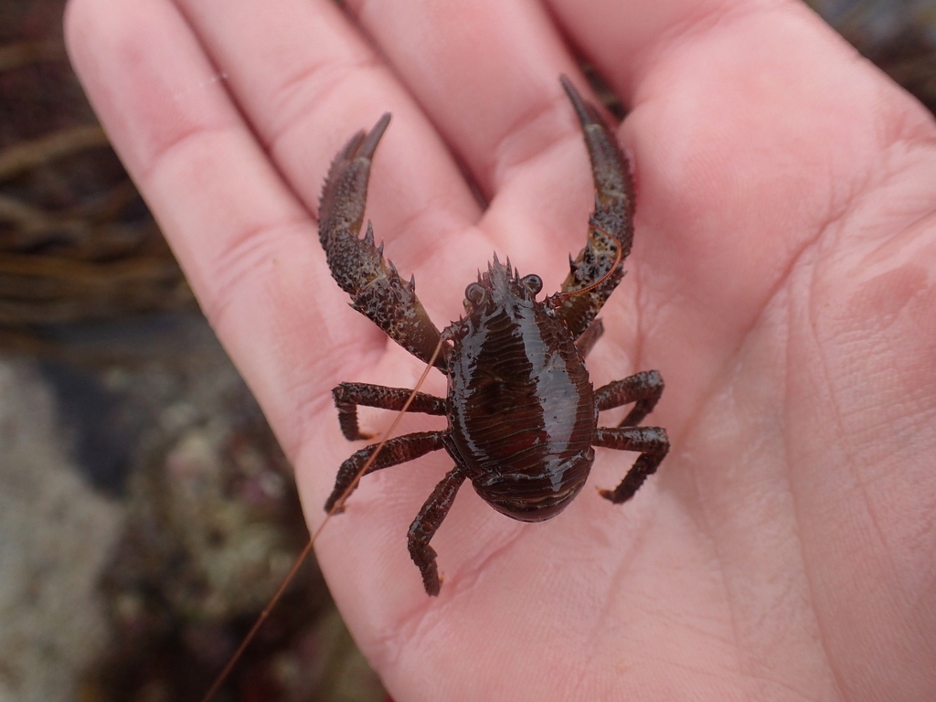 Black Squat Lobster