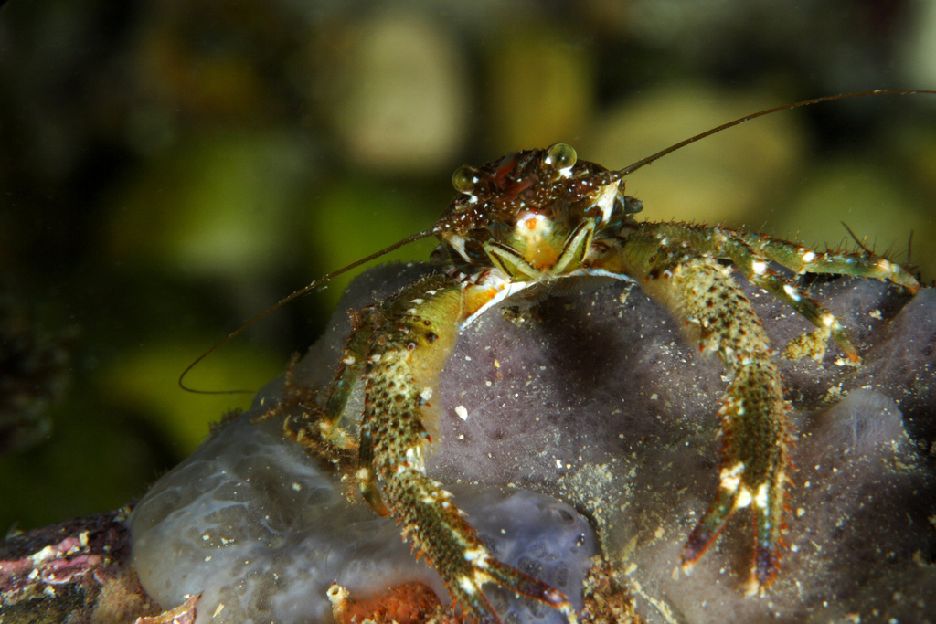 Black Squat Lobster