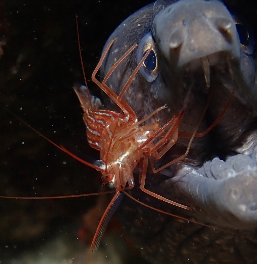 Crevette nettoyeuse rouge