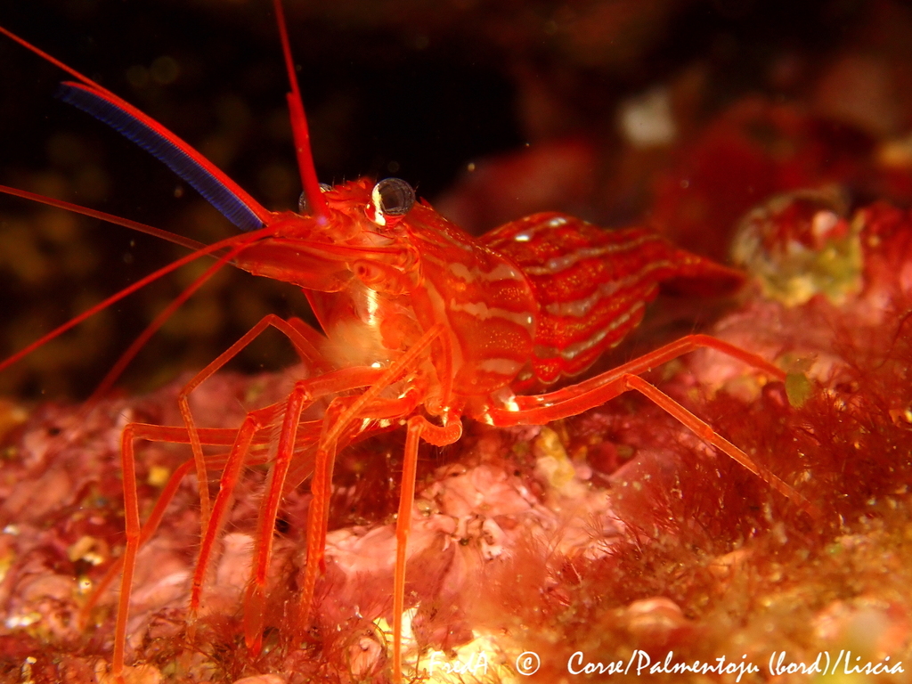 Monaco Shrimp