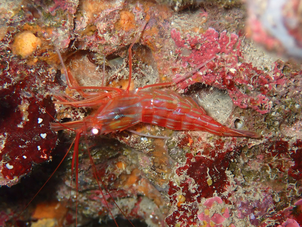 Crevette nettoyeuse rouge