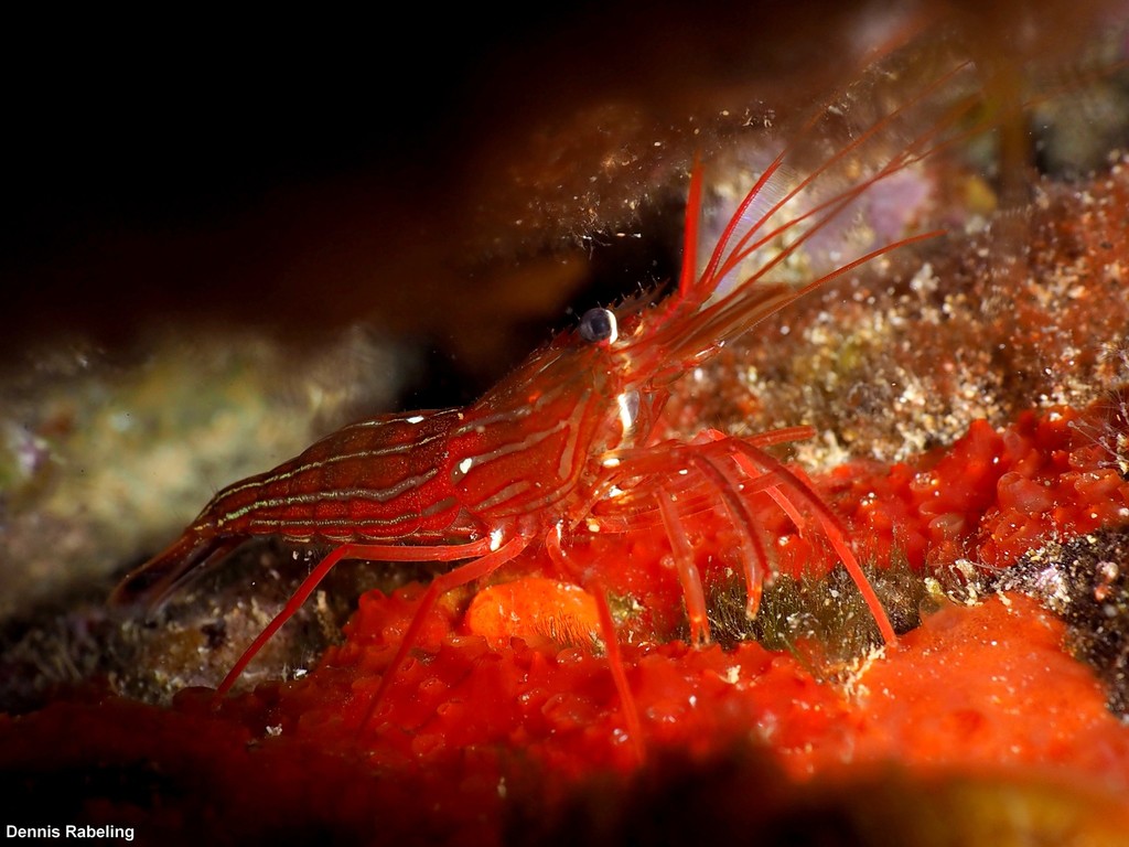 Crevette nettoyeuse rouge