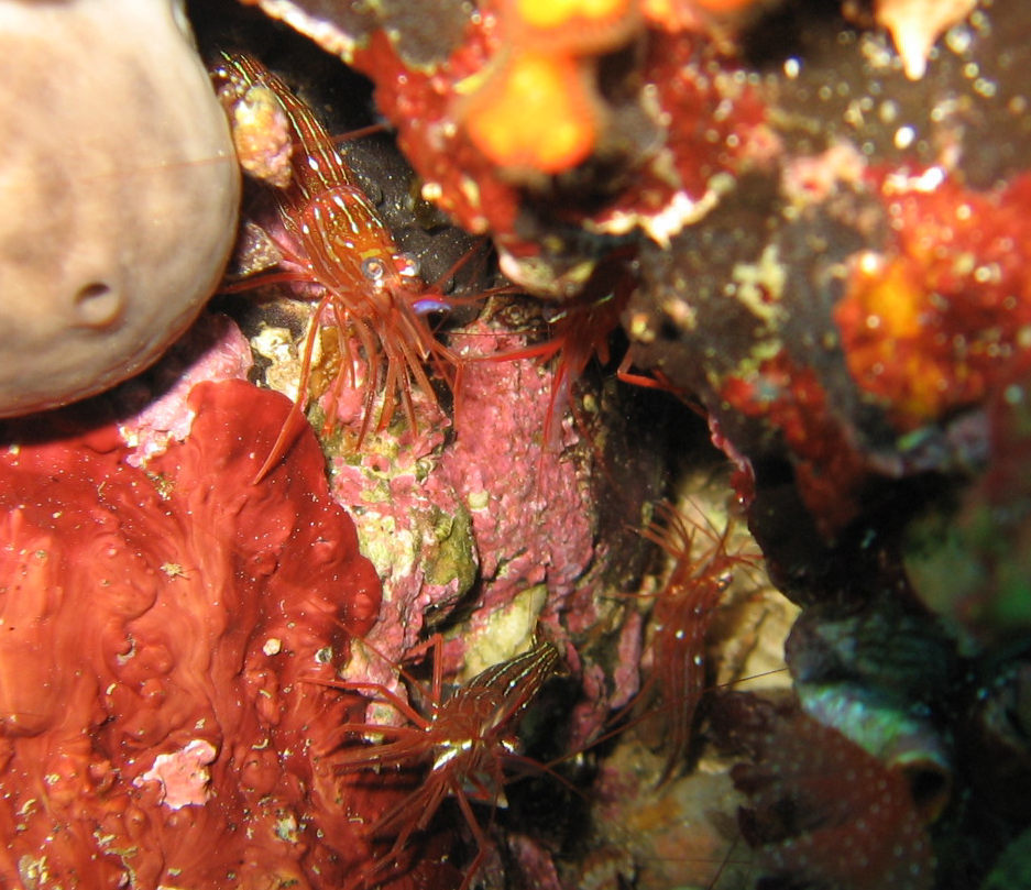 Crevette nettoyeuse rouge