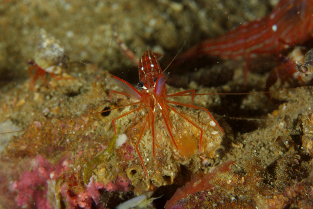 Crevette nettoyeuse rouge