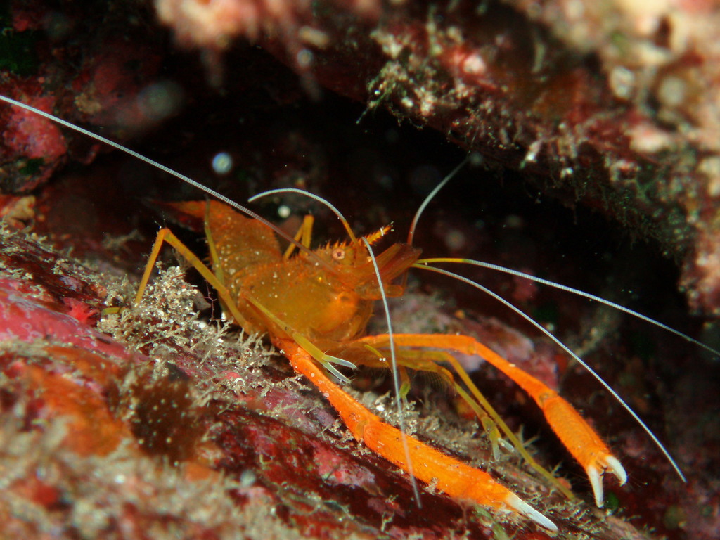 Golden Coral Shrimp