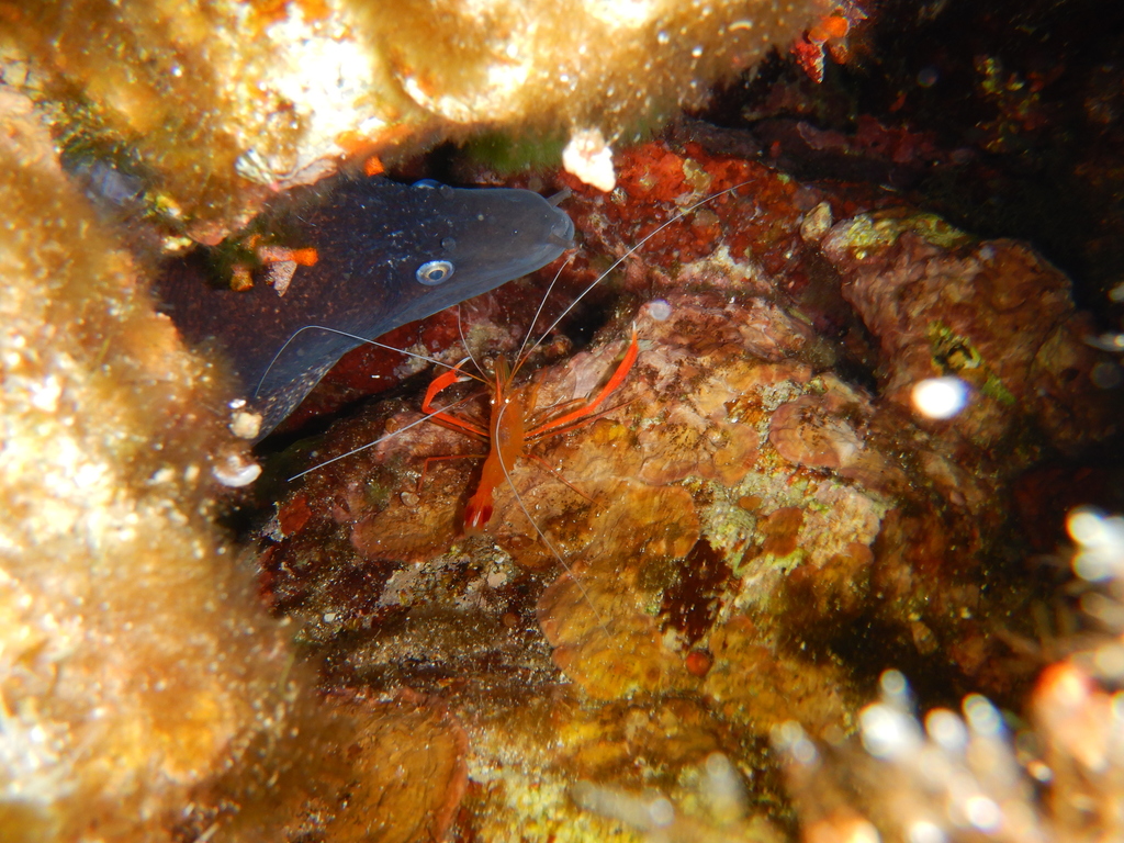 Golden Coral Shrimp