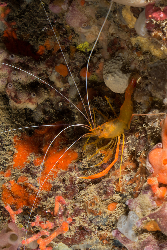 Golden Coral Shrimp
