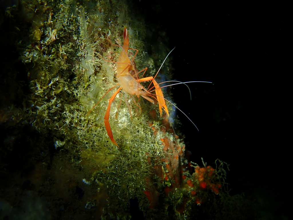 Golden Coral Shrimp