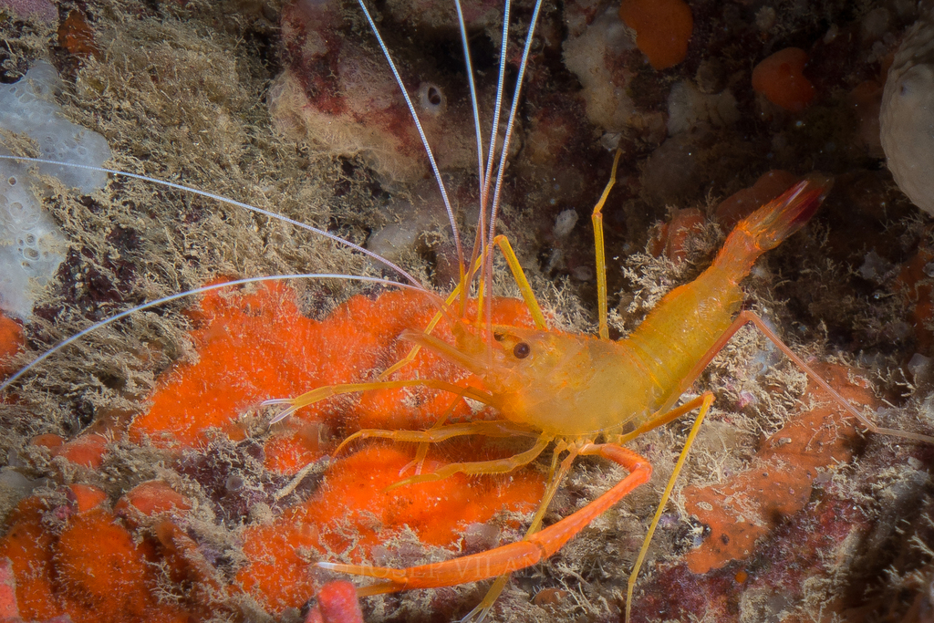 Golden Coral Shrimp
