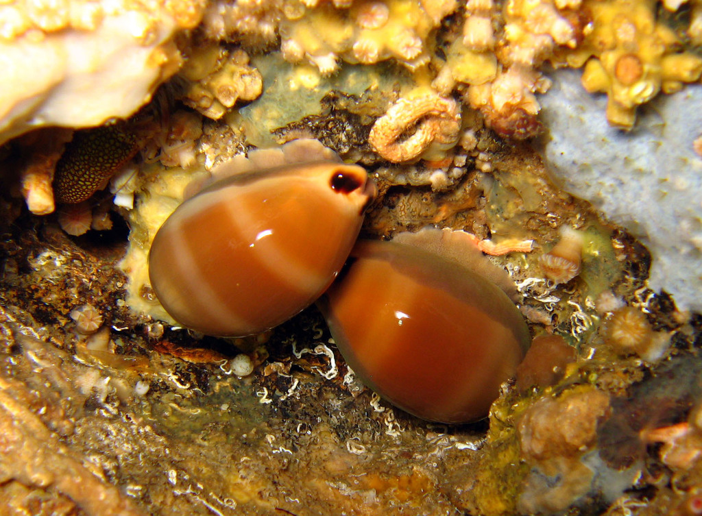 Lurid Cowry