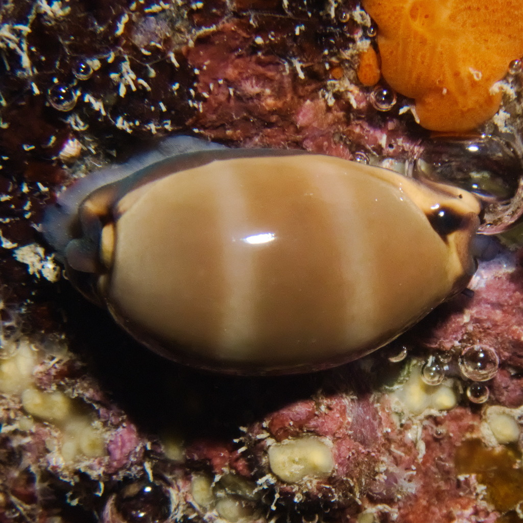 Lurid Cowry
