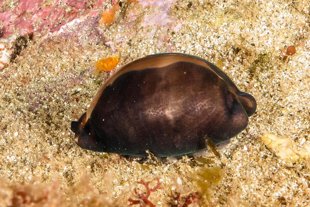 Lurid Cowry