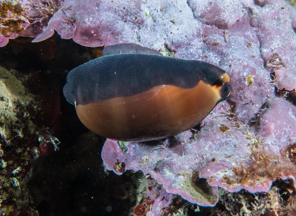 Lurid Cowry