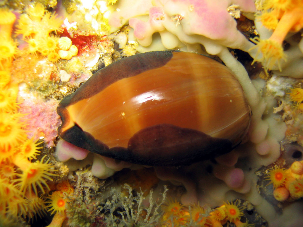 Lurid Cowry