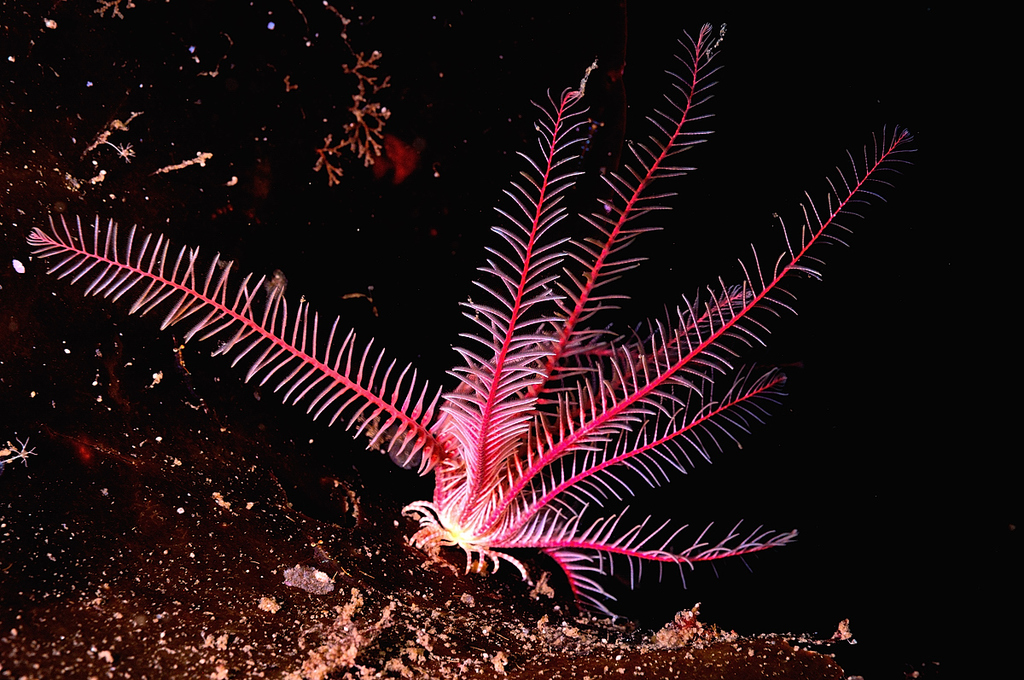 Rosy Feather Star