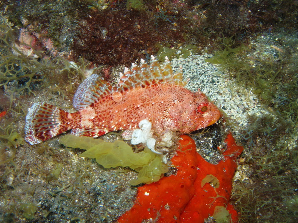Madeira Scorpionfish